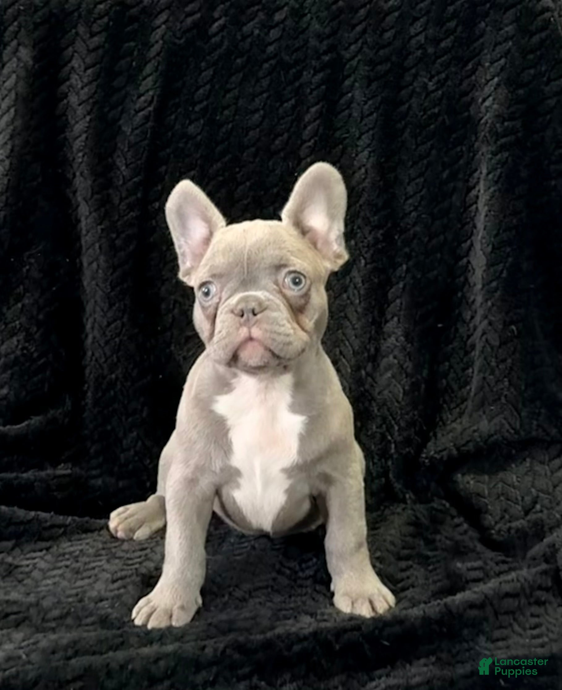 French Bulldog dogs Phoebe - Ad 1