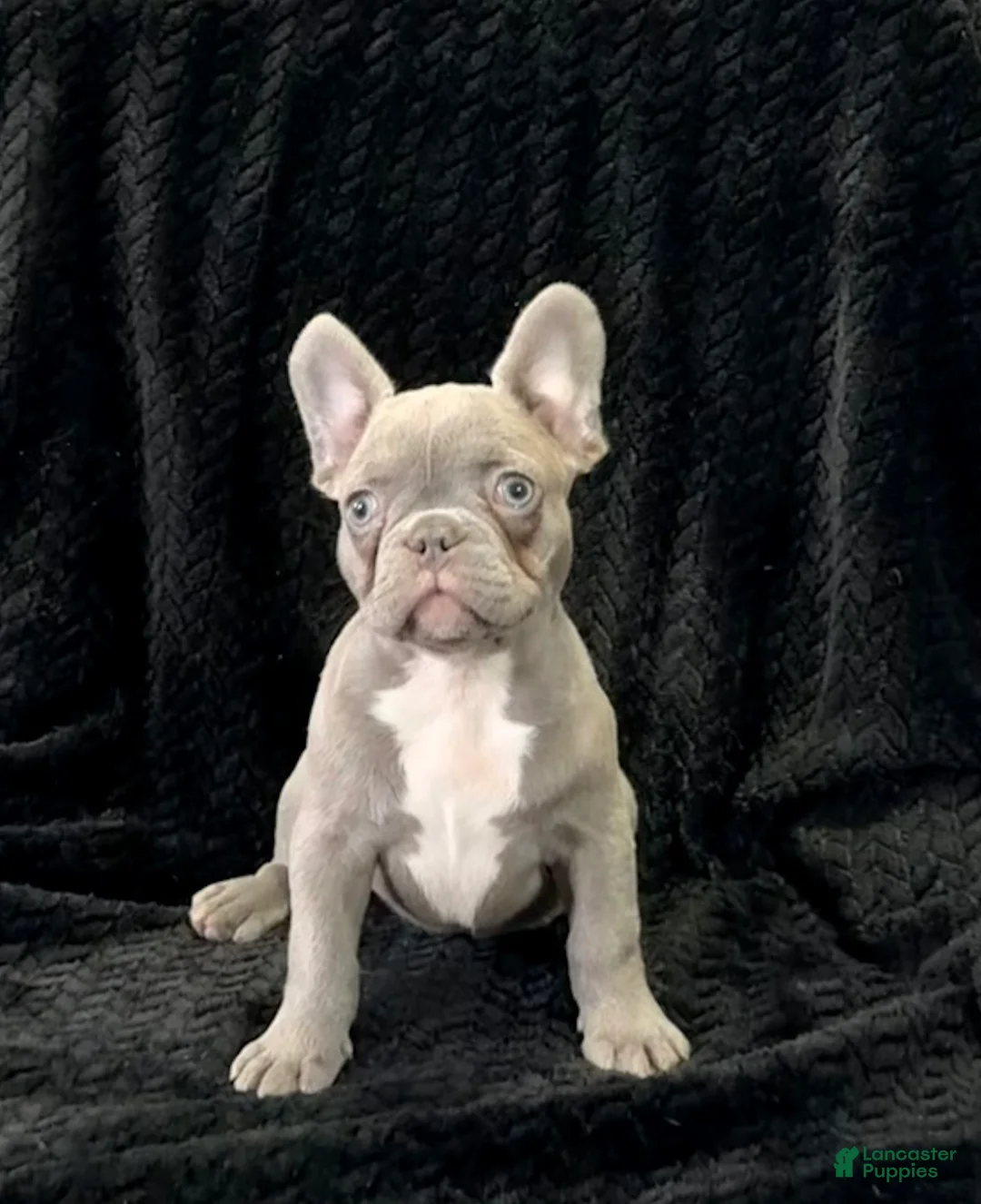 French Bulldog dogs for sale: Phoebe - Ad 1