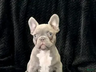 French Bulldog dogs for sale: Phoebe - Ad 2