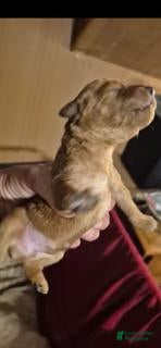 Mini Goldendoodle dogs for sale: Aria  - Ad 1