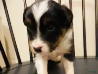 Australian Shepherd dogs Hank - Ad 19