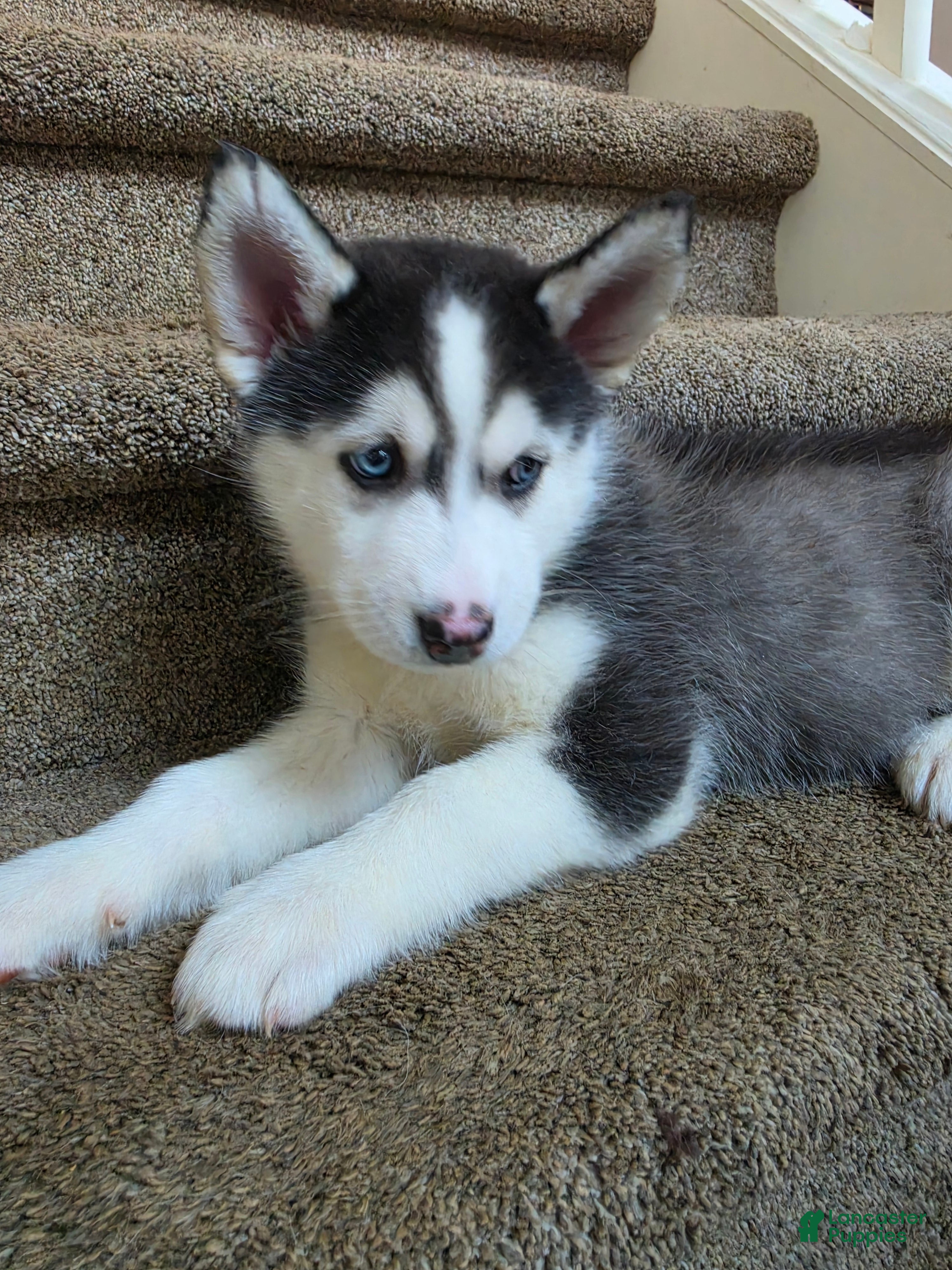 Pomsky dogs Doc - Ad 11