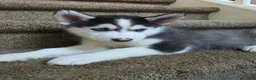 Pomsky dogs for sale: Doc - Ad 1