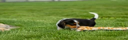 Beagle dogs for sale:  Charlie 🐶✨ - Ad 6