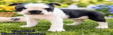 Crystal Female Boston Terrier