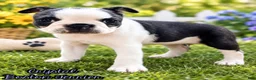 Boston Terrier dogs for sale: Crystal Female Boston Terrier - Ad 1