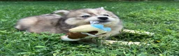 Siberian Husky dogs for sale: RUBY - Ad 4