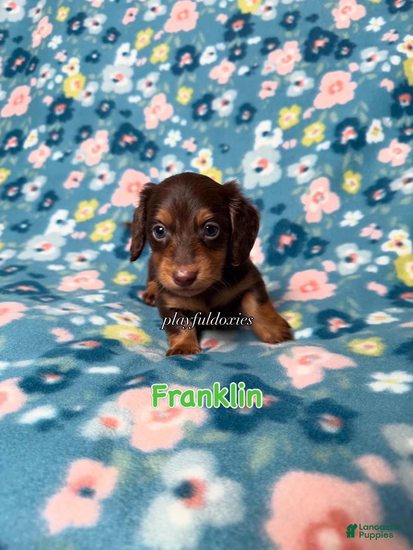 Miniature Dachshund dogs Franklin - Dachshund Puppy Chocolate & Tan Long Haired Male - Ad 2