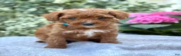 Toy Poodle dogs for sale: Parker - Ad 5