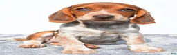 Beagle dogs for sale: Marie - Ad 5