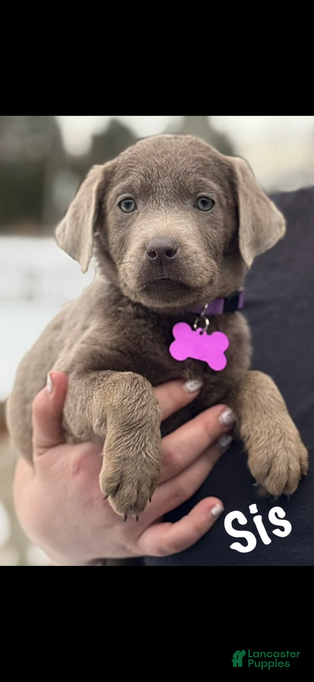 Labrador Retriever dogs for sale: Labrador Retriever Puppy 1 - Ad 13