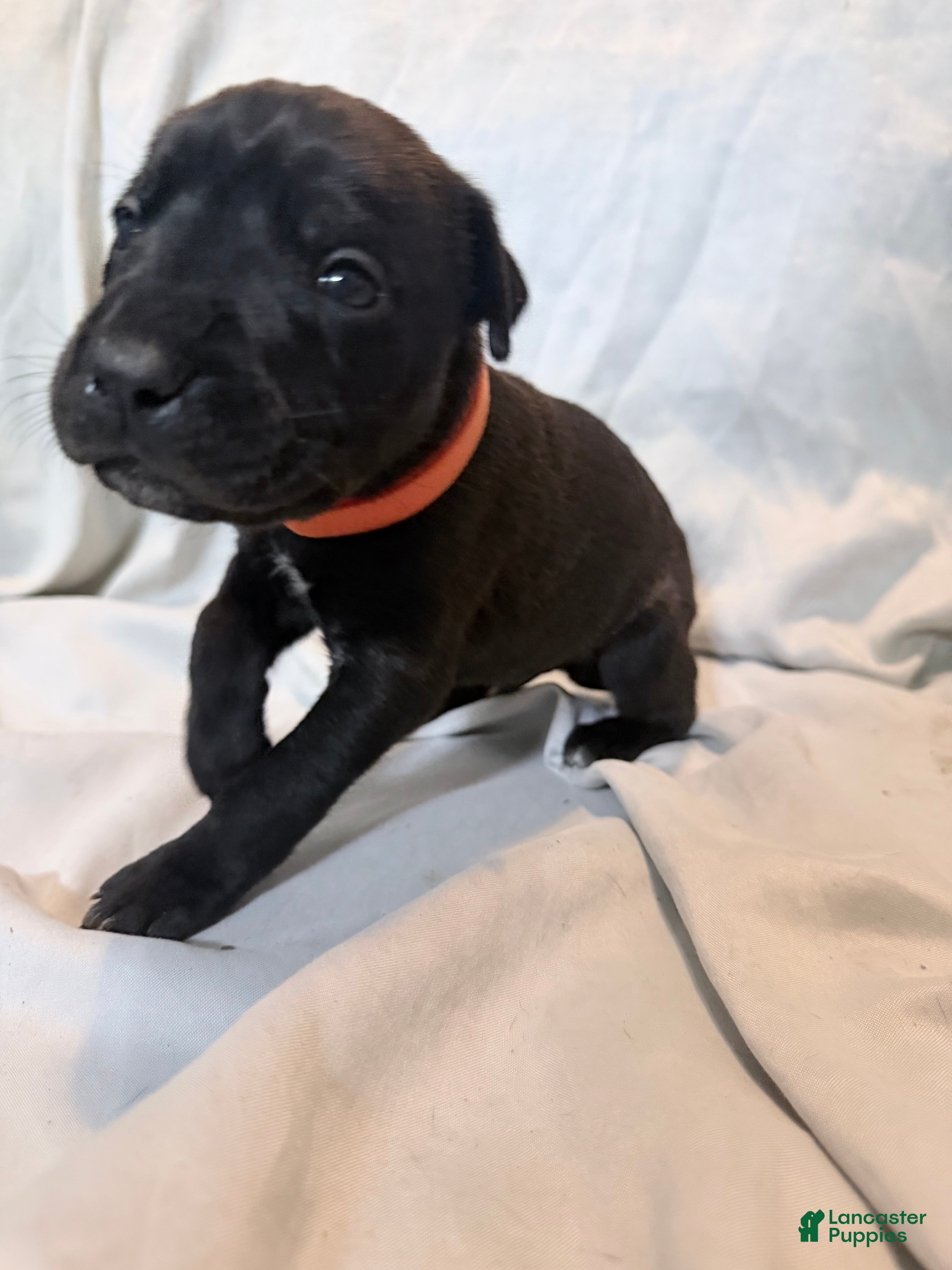 Cane Corso dogs Ketch AKC orange collar - Ad 12