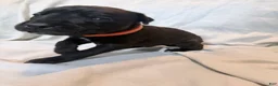 Cane Corso dogs for sale: Ketch AKC orange/teal collar - Ad 26