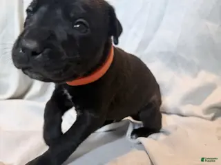 Cane Corso dogs Ketch AKC orange collar - Ad 12
