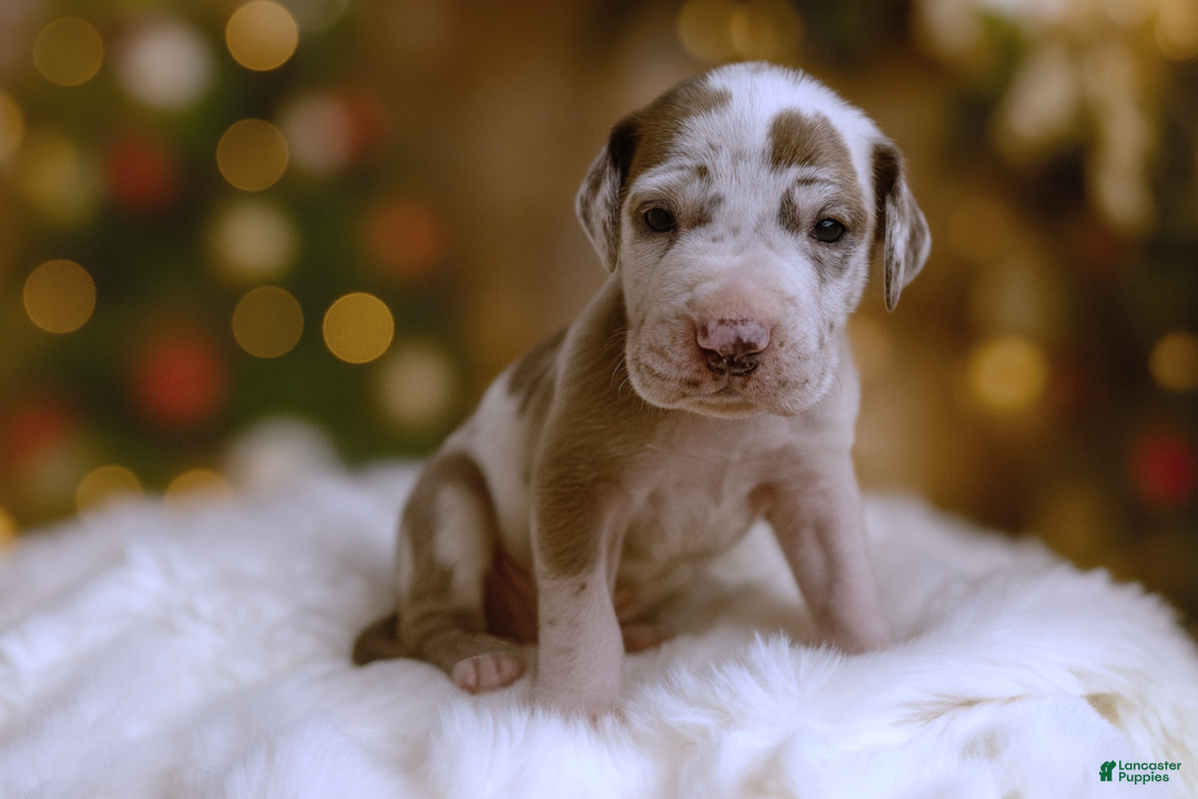 Great Dane dogs for sale: Snuggler  - Ad 2