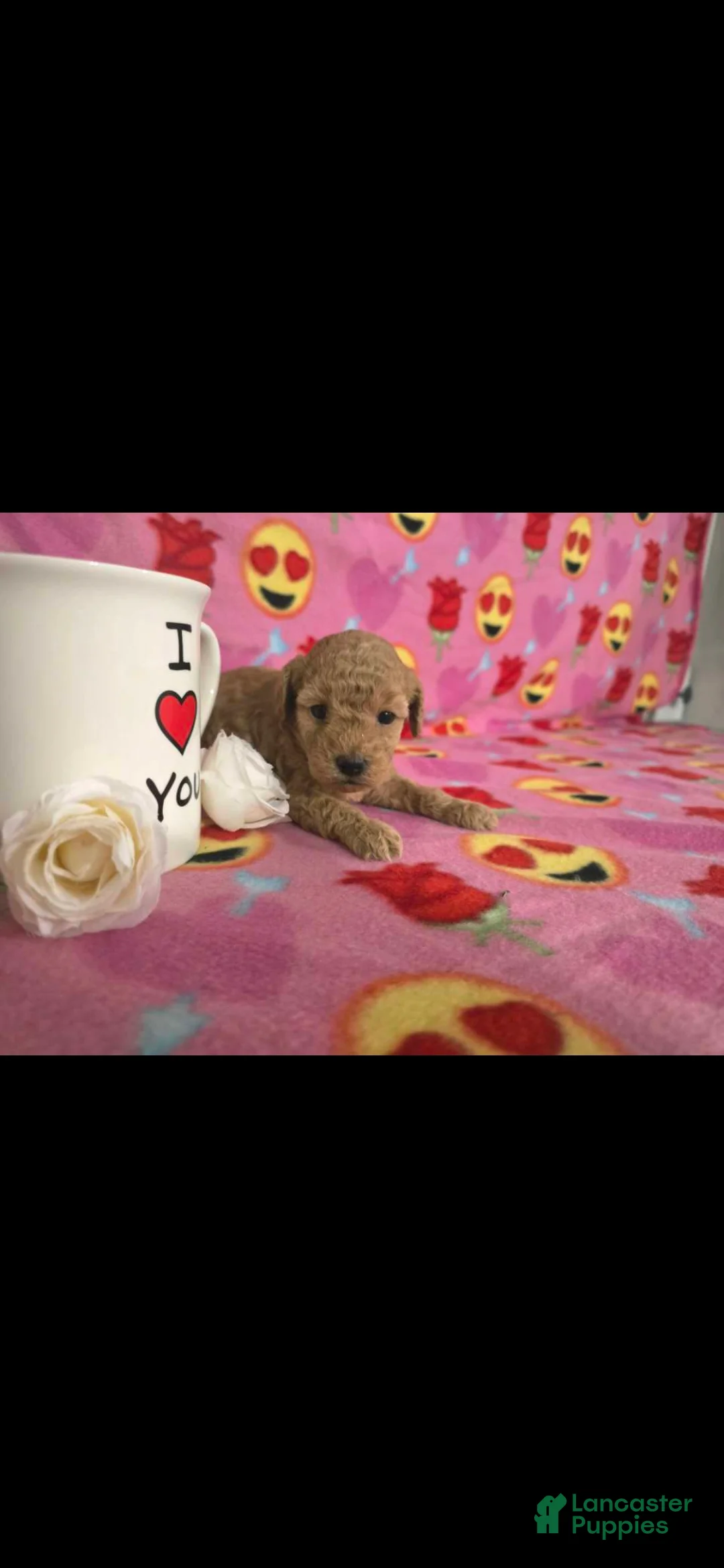 Toy Poodle dogs for sale: Toy Poodle Puppy 1 - Ad 3