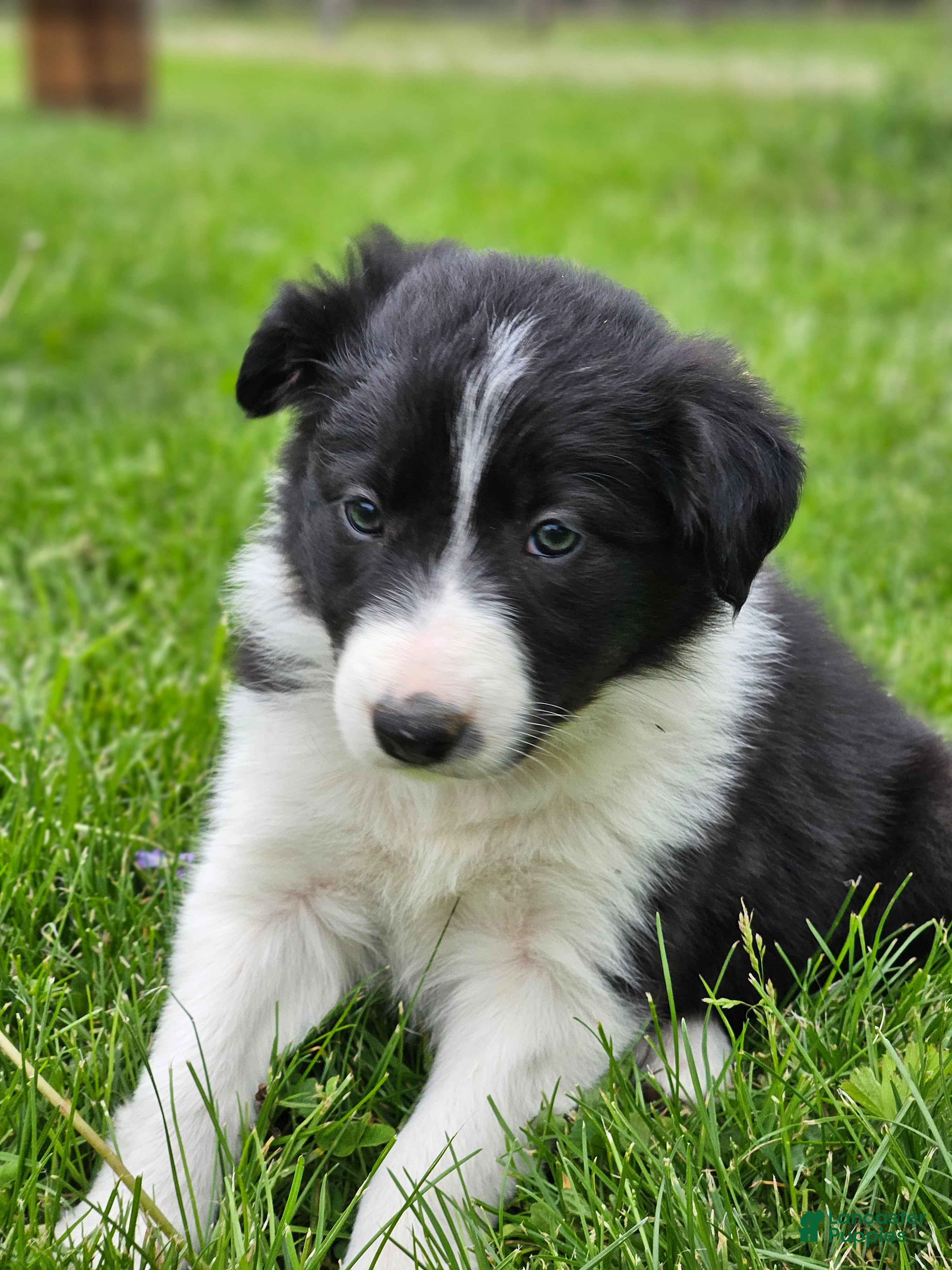 Border Collie dogs Lily - Ad 38