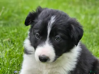 Border Collie dogs Lily - Ad 34