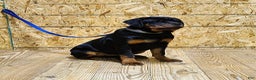 Rottweiler dogs for sale: Becky  - Ad 7
