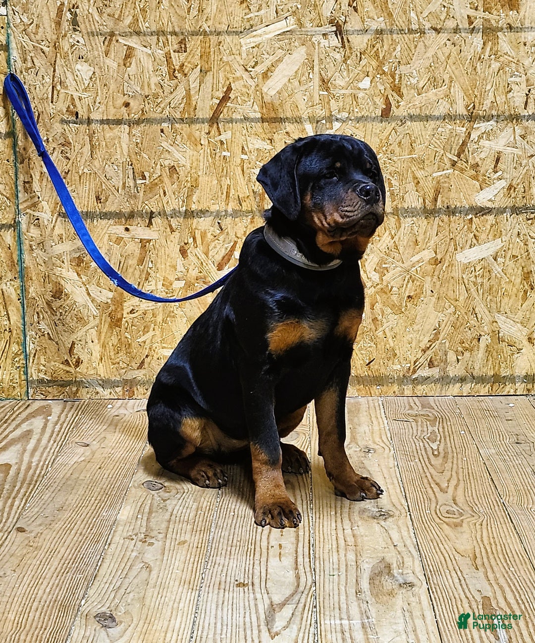 Rottweiler dogs for sale: Becky  - Ad 7