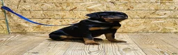 Rottweiler dogs for sale: Becky  - Ad 7