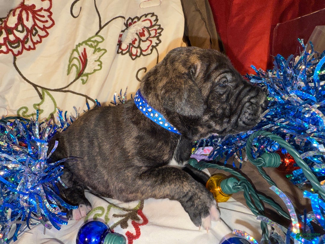 Great Dane dogs for sale: Mylar - Ad 14