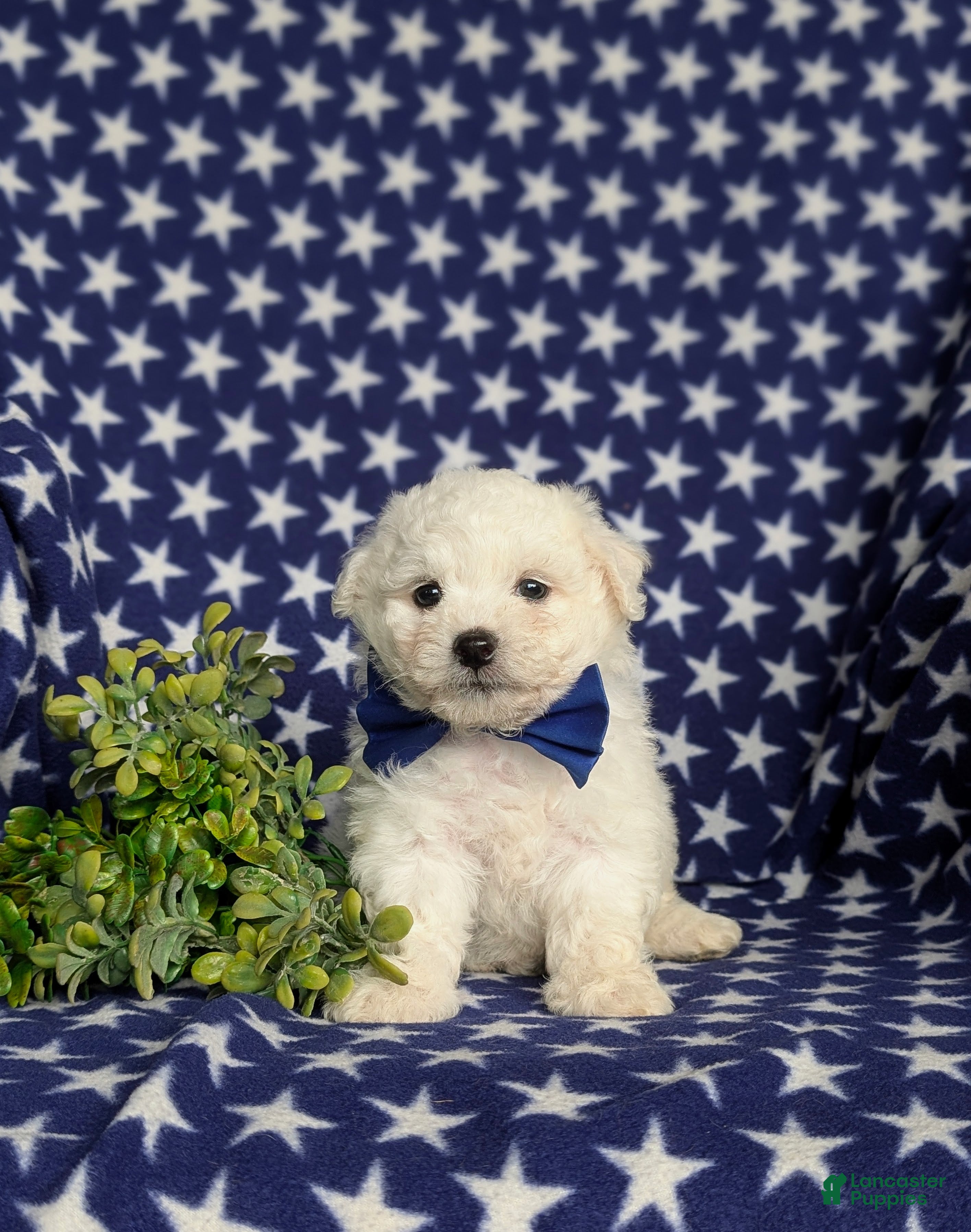 Bichon Frise dogs Barrett - Ad 2