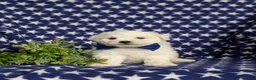 Bichon Frise dogs for sale: Barrett - Ad 2