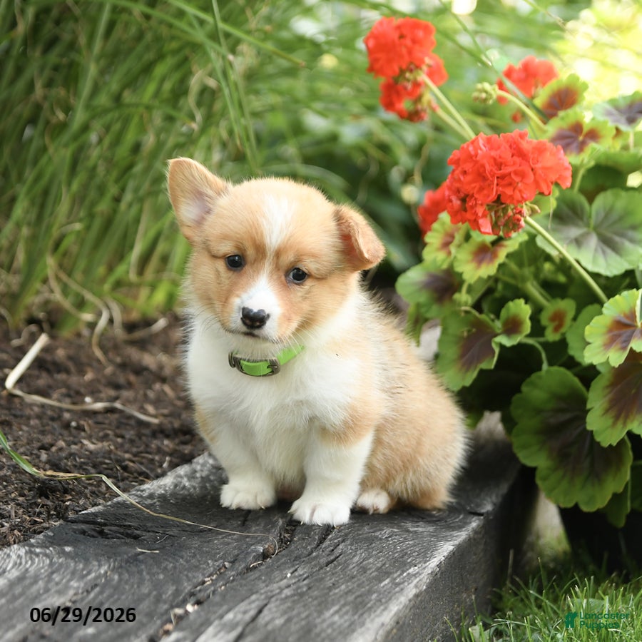 Welsh Corgi Pembroke dogs Pretzle - Ad 1