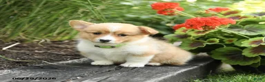 Pretzle