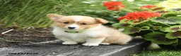 Welsh Corgi Pembroke dogs for sale: Pretzle - Ad 1