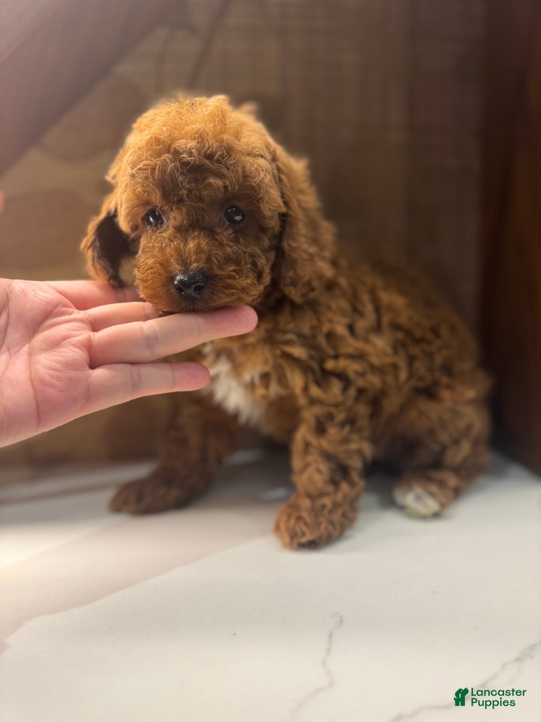 Toy Poodle dogs for sale: Rusty - Ad 3
