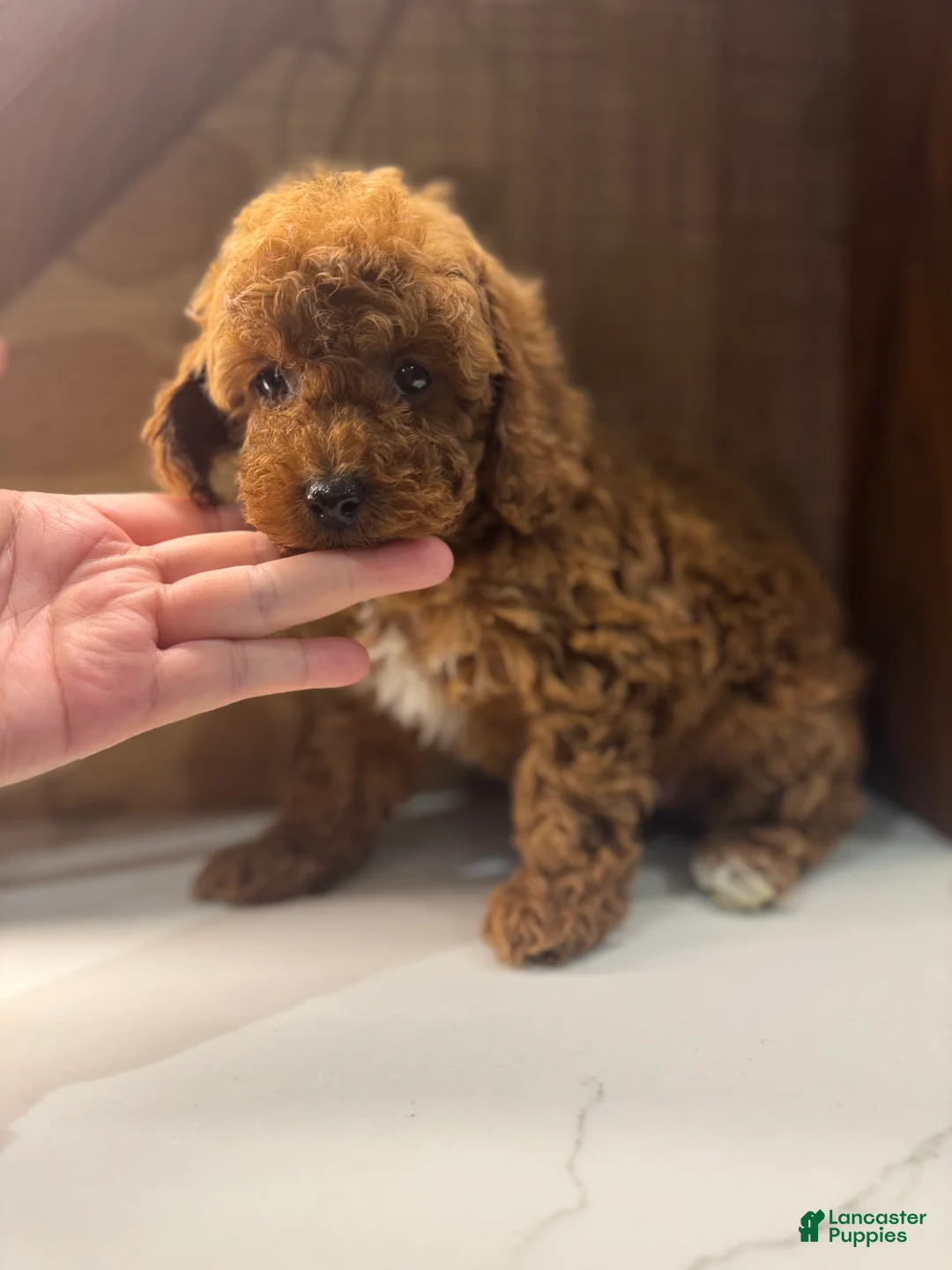 Toy Poodle dogs for sale: Rusty - Ad 3
