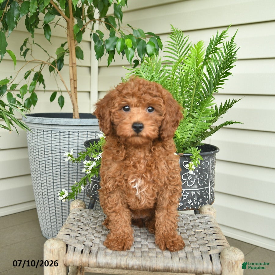 Miniature Poodle dogs Addie  - Ad 1