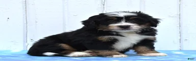 Cooper