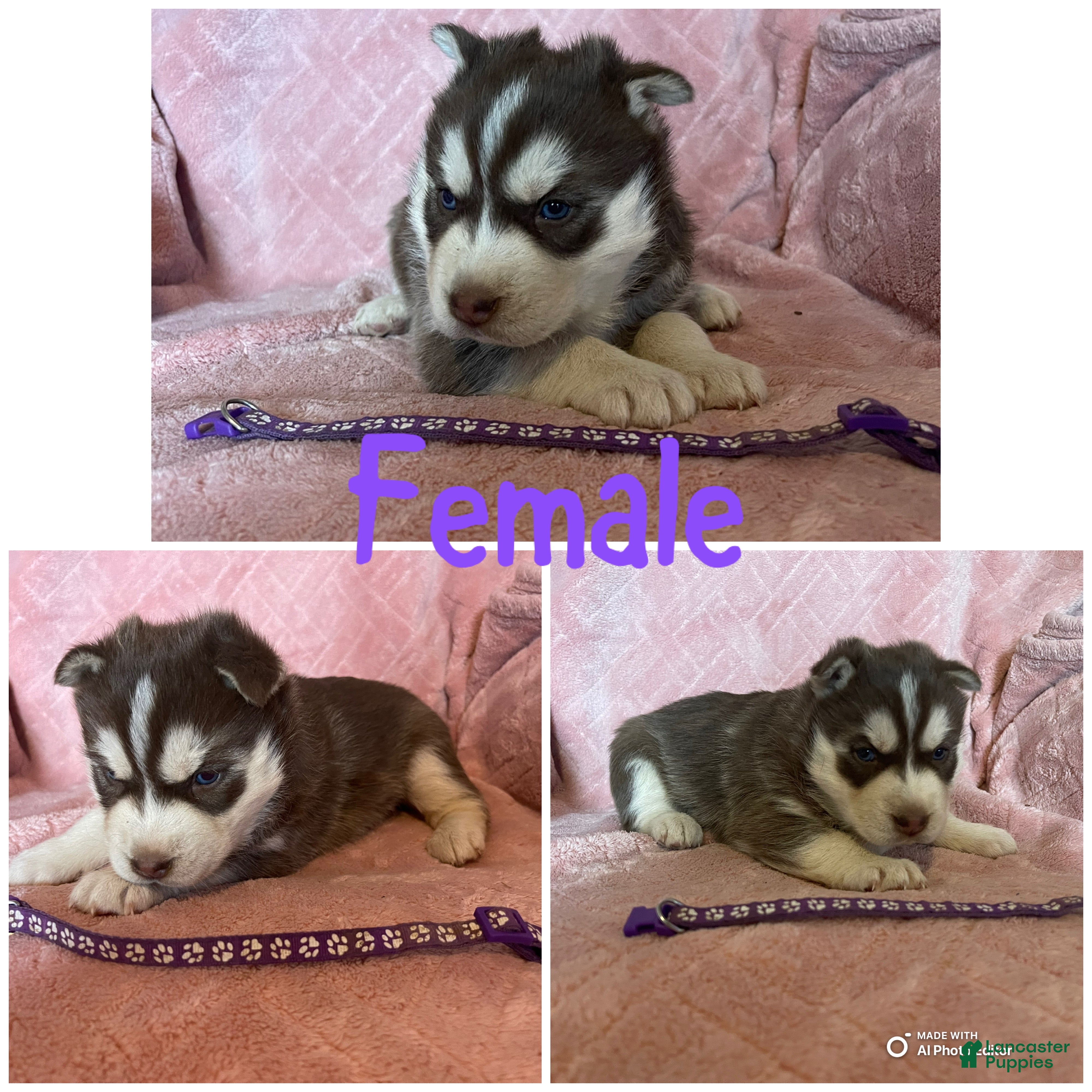 Siberian Husky dogs Siberian Husky Puppy 3 - Ad 33