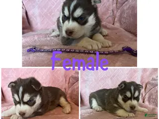 Siberian Husky dogs Siberian Husky Puppy 3 - Ad 33