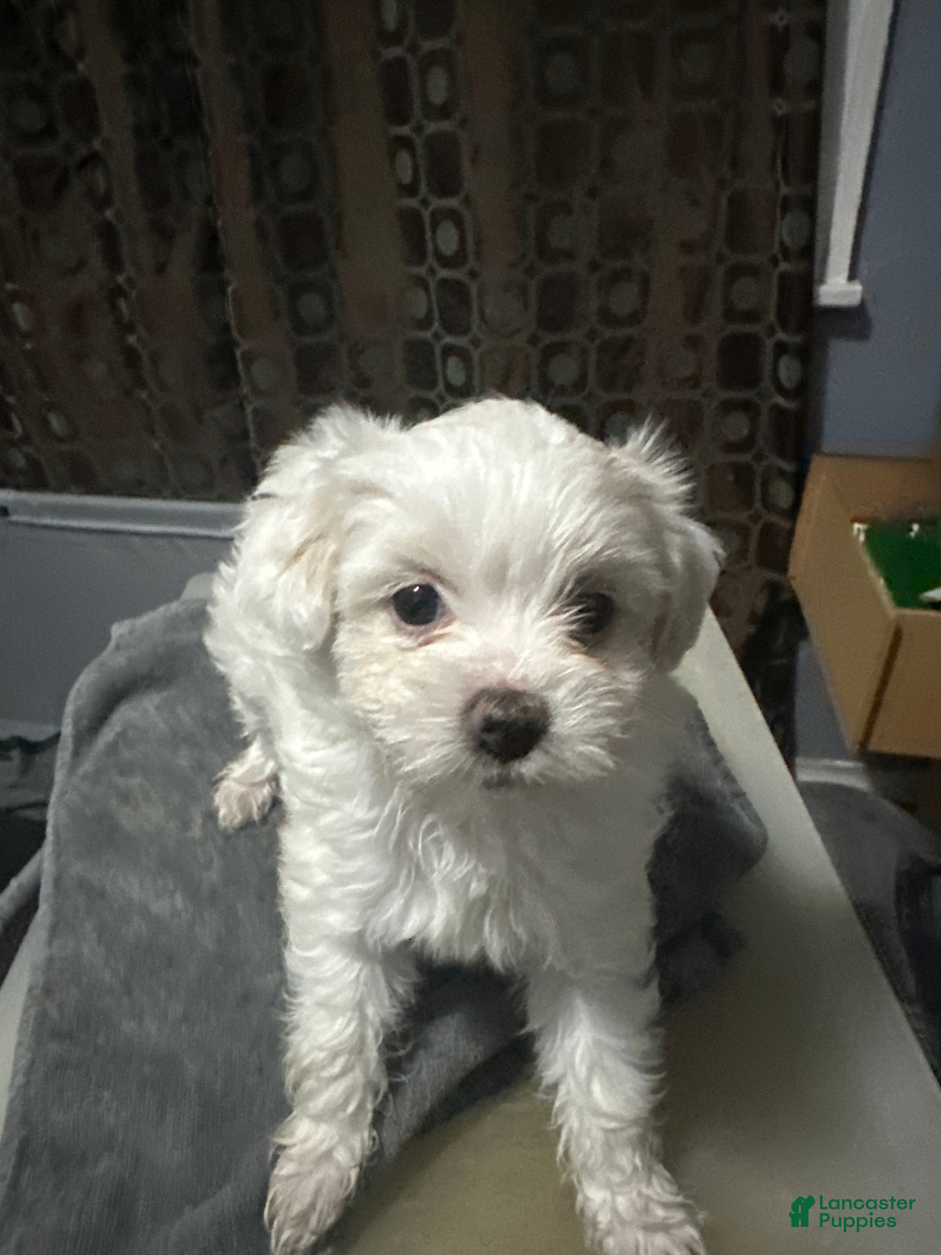 Shihpoo dogs Shihpoo Puppy 1 - Ad 36