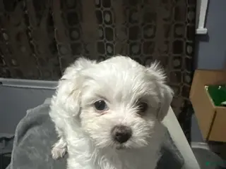 Shihpoo dogs Shihpoo Puppy 1 - Ad 40