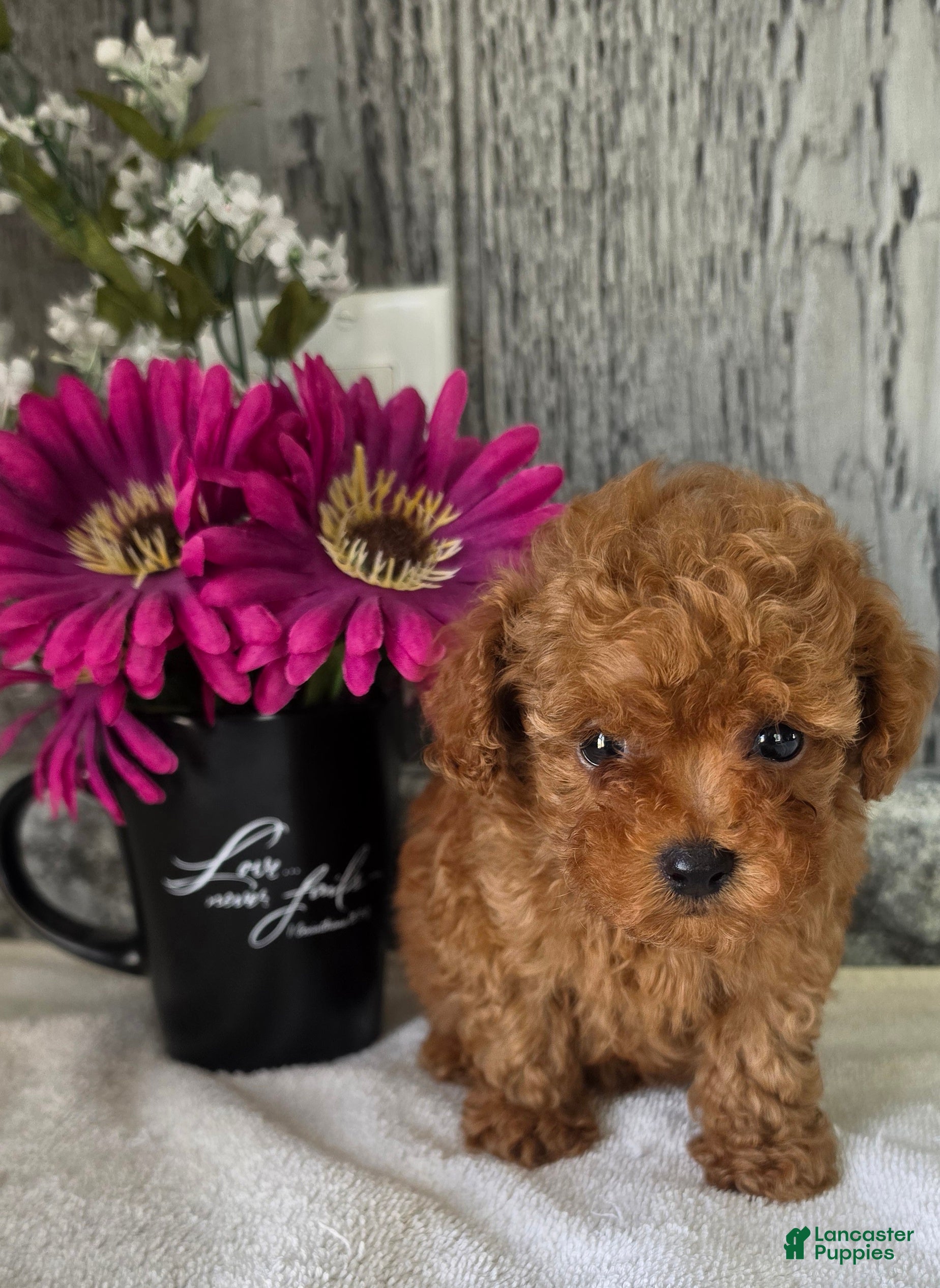 Toy Poodle dogs Paul - Ad 1