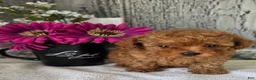 Toy Poodle dogs for sale: Paul - Ad 1