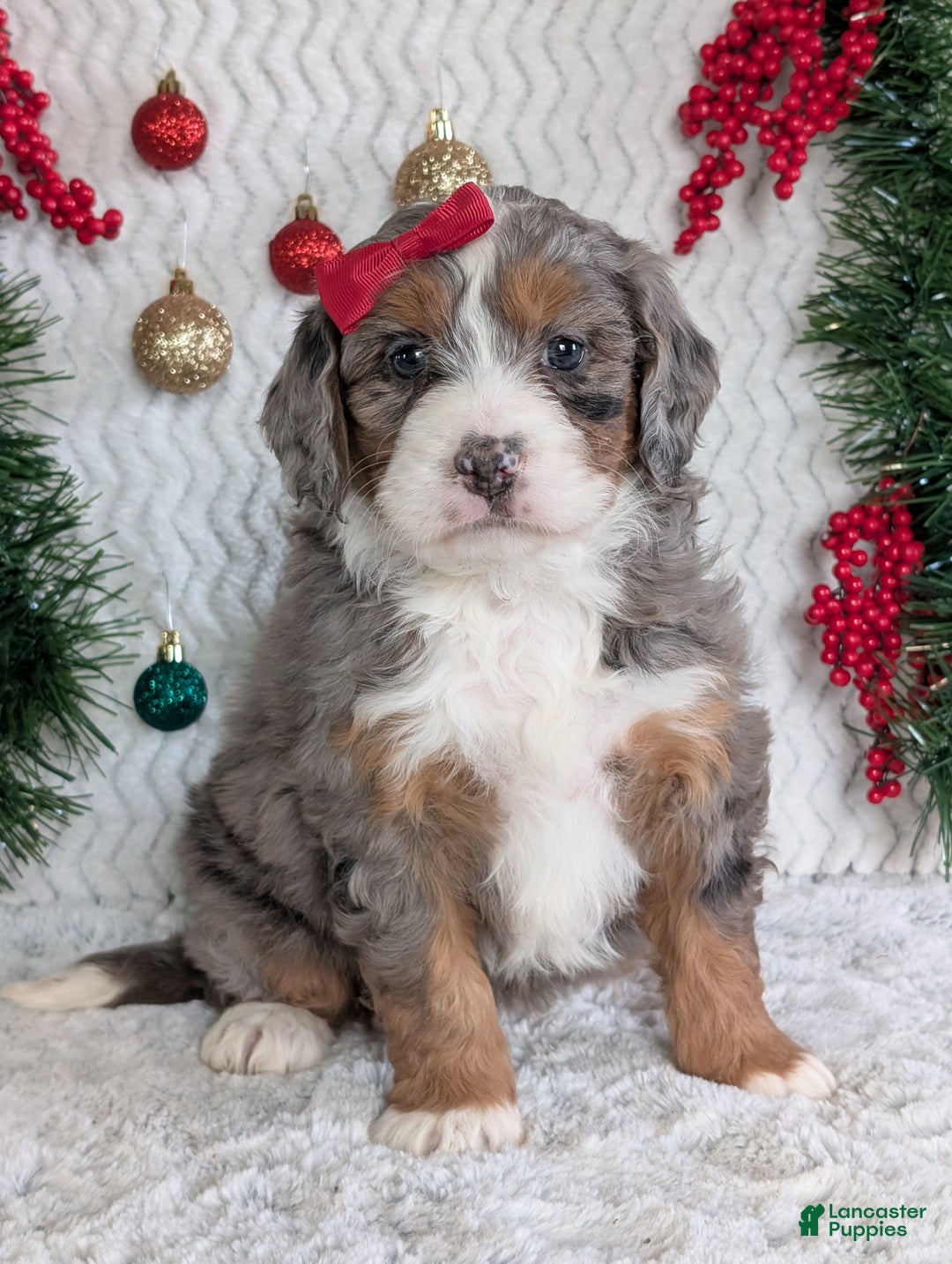 Mini Bernedoodle dogs for sale: Mini Darcy  - Ad 6