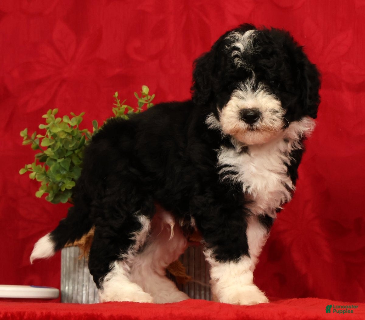 Mini Sheepadoodle dogs Tucker - Ad 1