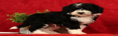 Tucker