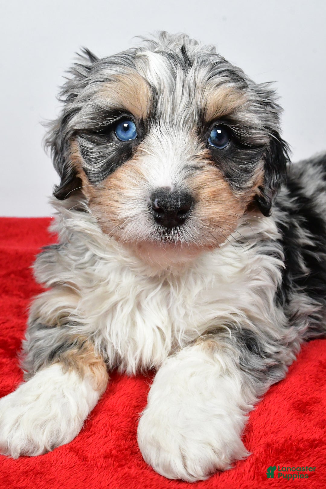 Mixed Breed dogs for sale: Mindy - Ad 7