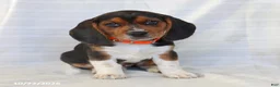 Beagle dogs for sale: Archer - Ad 5