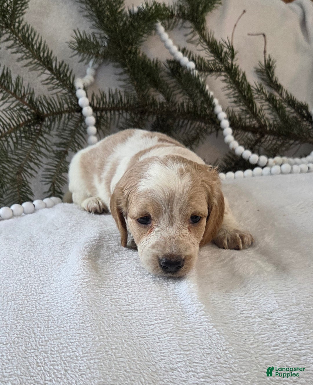 Miniature Dachshund dogs for sale: Jasper - Ad 2