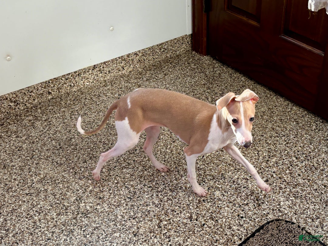 Italian Greyhound dogs for sale: Italian Greyhound Puppy 1 - Ad 6