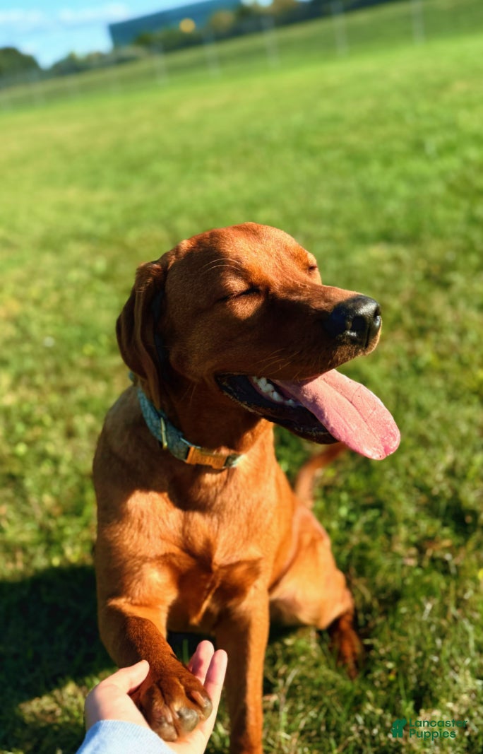 Labrador Retriever dogs Reeses  - Ad 2