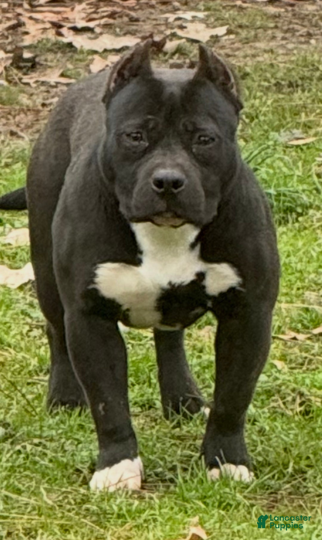 American Bully dogs for sale: American Bully Puppy 1 - Ad 2